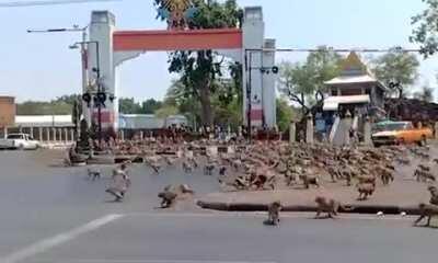 Rival monkey gangs fight for food after tourists stop showing up because of coronavirus