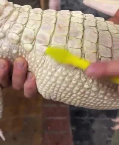 I’ve never seen an alligator so happy 😭