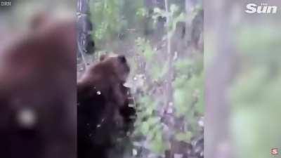 Kicking a bear is not on my D or V To Do list.