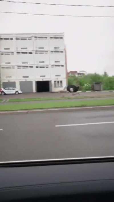 Ostrich running next to the road