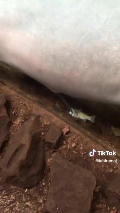 Ummmm..?? I don’t think the dolphin knows this sub