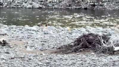 Grizzly at Yellowstone, near Cody, Wyoming. This was on September 27th.