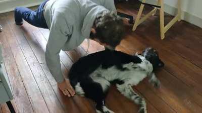 I present you my anti push-up dog