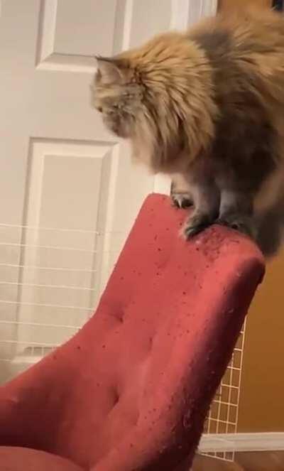 I love cats and their awkward moves