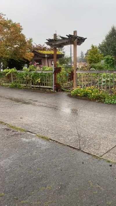 It’s finally raining in Seattle! Smells like a wet cigarette from all the smoke, but it’s raining!!