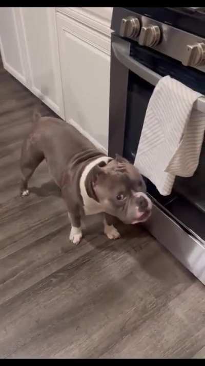 That is one sneaky dog