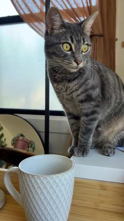 she knows she isnt allowed to try the tea but she thought starting with fakeouts might fool me