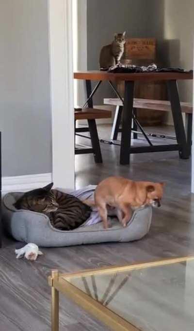 I’m just gonna settle in right here…