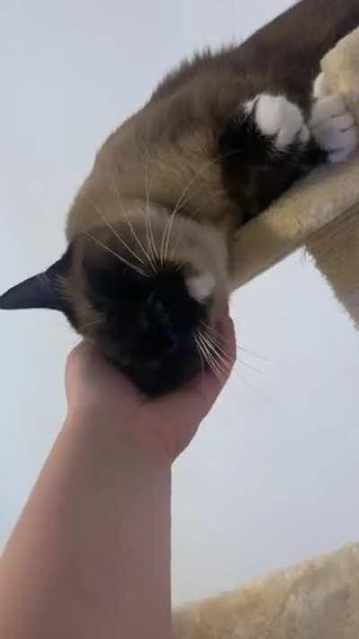 She fell asleep with her head in my hand for a second ❤️