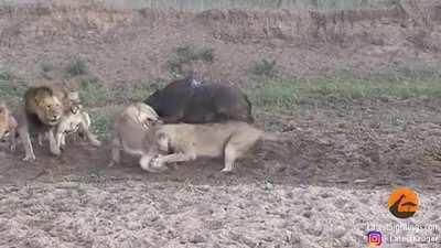 A pack of lions start fighting over a share of a water buffalo, while the buffalo just gets up and walks away