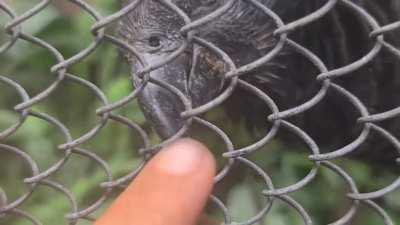 Visiting my new friend again (Pesquets Parrot / 