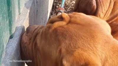 Чо там, пацаны?