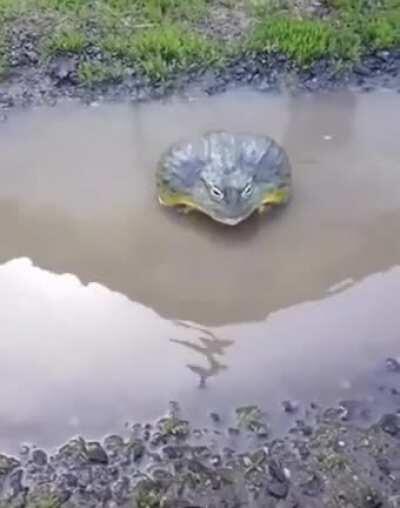 WCGW trying to mess with an absolute unit of a frog