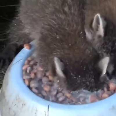 Feasting in Pawnee, Indiana