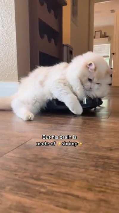 Chonker riding the roomba