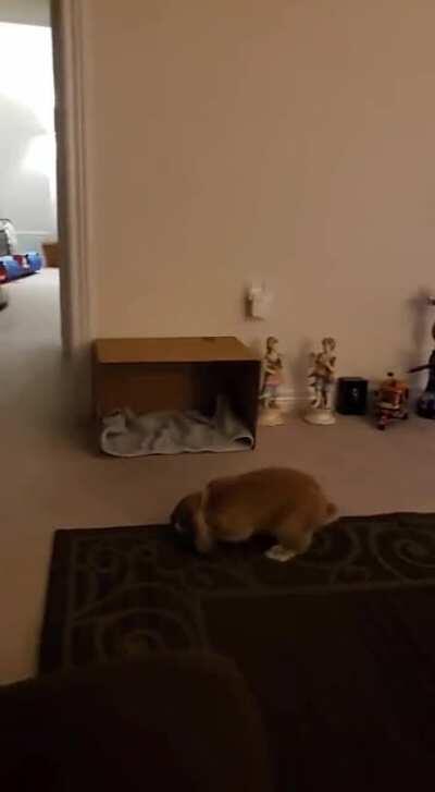 just a small binky after eating his greens!! 🥺