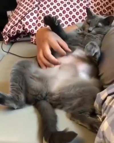 Just a chonky boi who loves belly rubs.