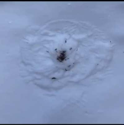 A hawk murdered a sparrow in my backyard