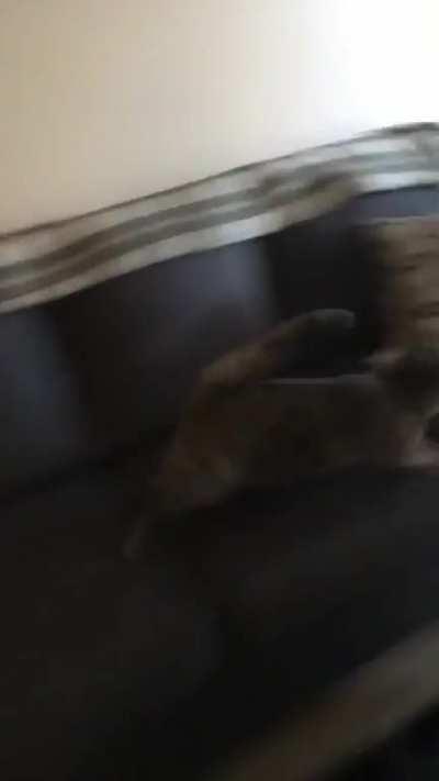 Meow like you mean it