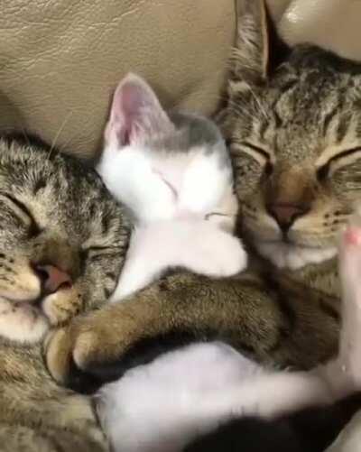 Some adorable kitten spooning