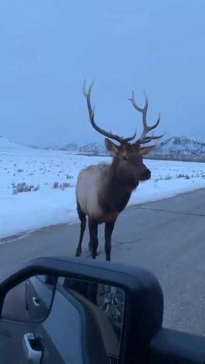 Elk 1 IdiotInCar 0
