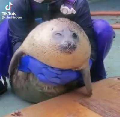This Absolutely round boy