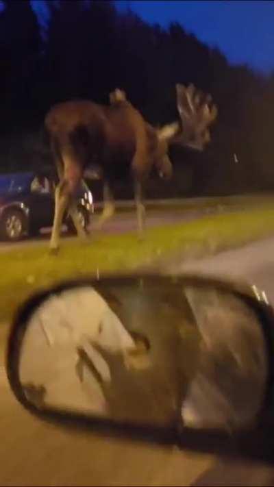 Animals That Are Bigger Than You Think