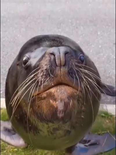 funny animals/🥰🥰🥰🥳🥳🥳