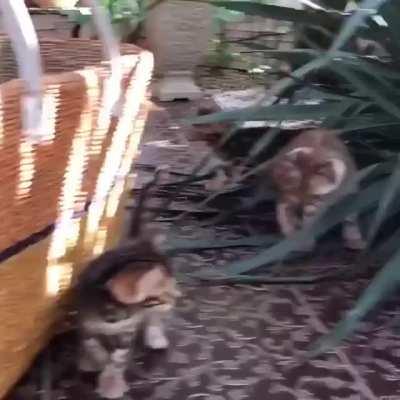 Bunch of kittens engaging in public recklessness and being smol without a license