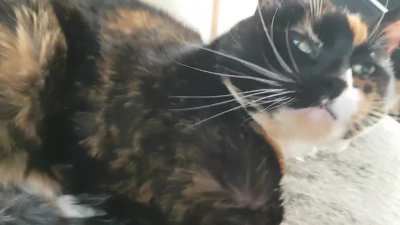 My late cat Yuna always had the most adorable wake up noises