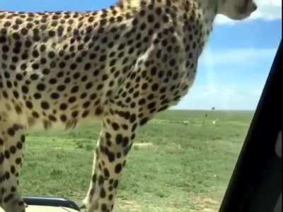 Cheetah checking out the car