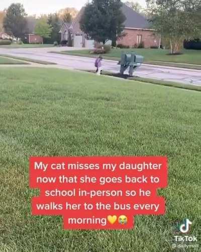 Every morning Craig the cat walks his favourite person to the bus stop