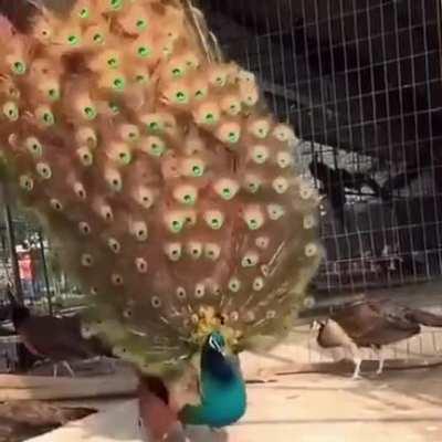 🔥 This beautiful peacock showing off