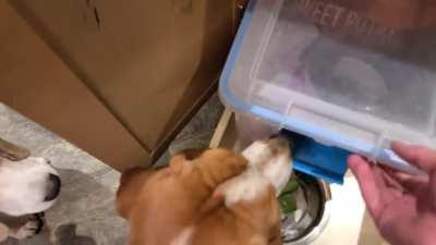 Bone time with 5 beagles... (And a little teasing too!)