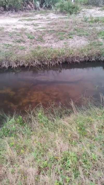 Essential Floridian gear