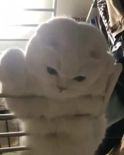 *cat liquefying intensifies*