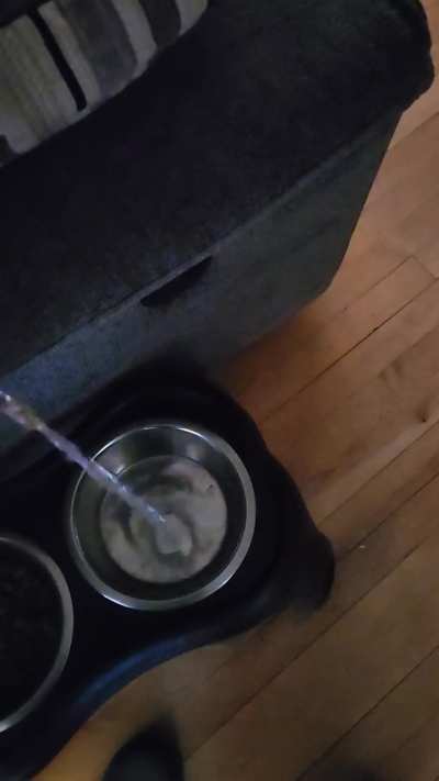 My dog's water dish sounds like an airplane when I pour water
