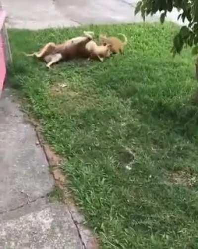 Весёлые друзья