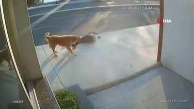 HMFT after the dog scared me