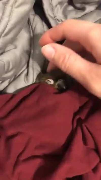 Post party sleepiness 💤