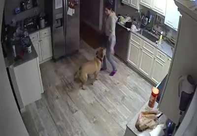 Pet sitter caught dancing with a dog on a home security cam in a moment of pure wholesomeness