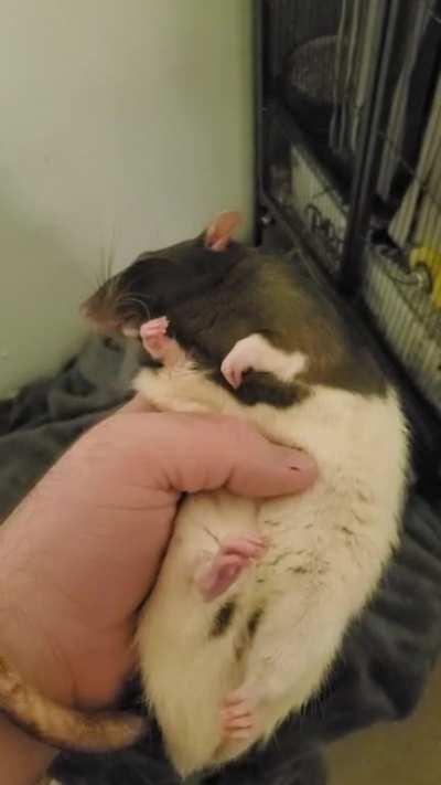 Squig struggles to stay awake