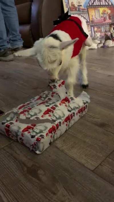 Here’s my bottle baby, Noel, who’s mom died after a c-section. This was Christmas Eve. She’s doing great and I tease my kids that she’s now my favorite kid! She goes with me to our goat farm everyday to hang out with her goat fam. Thanks for all the great