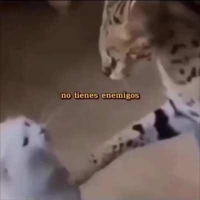 El amor lo conquista todo