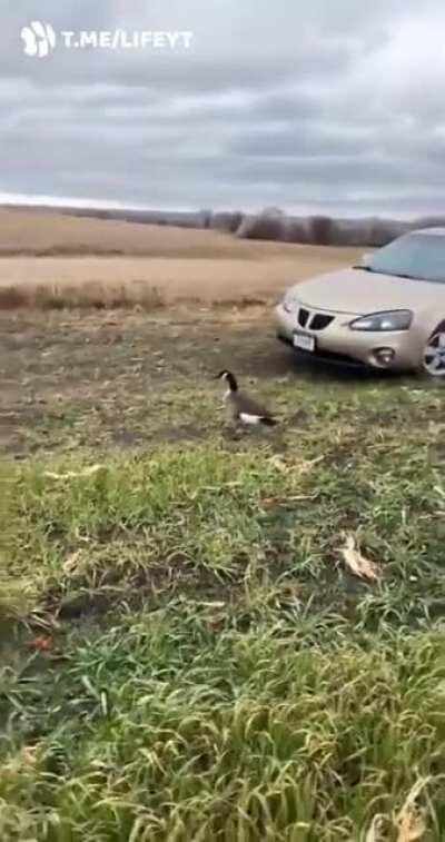 Просто забери его домой, что непонятного?