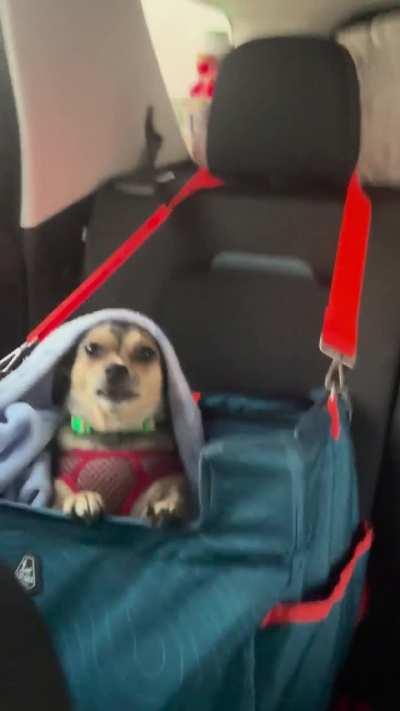 He demands to be tucked into his car seat