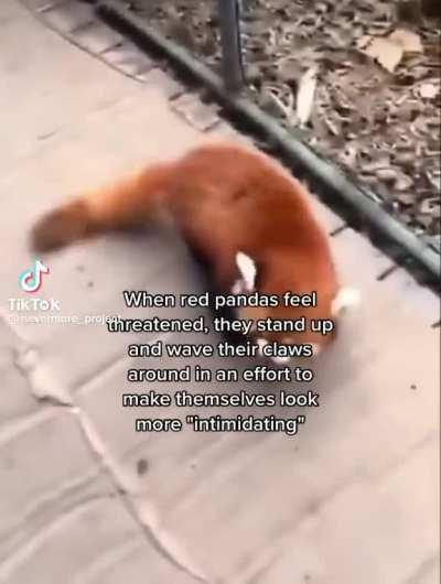 Me trying to intimidate the tops and switches (I am very big and scawy)