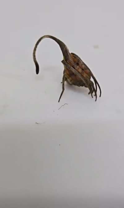 This dead leaf that isn’t quite a leaf, this is leaf-mimicking spider (Eriovixia gryffindori), discovered in 2015.