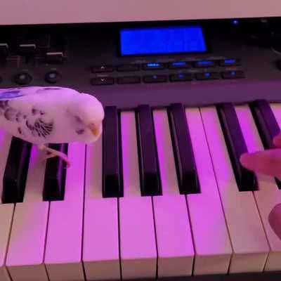 Synthy Birb