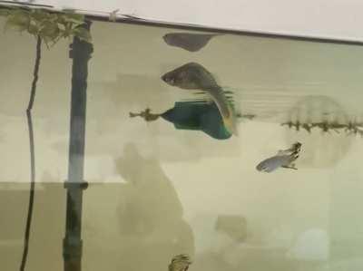 What’s wrong with my guppy? Shall I suppress her? I think she is just old. She is 5 yo. she was one of the 5 fishes that I bought when I started my aquarium 5 years ago….